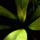 Greens 