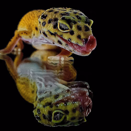 Cool Geckos