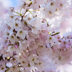Cherry Blossoms