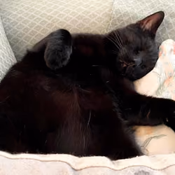 Sleeping cat