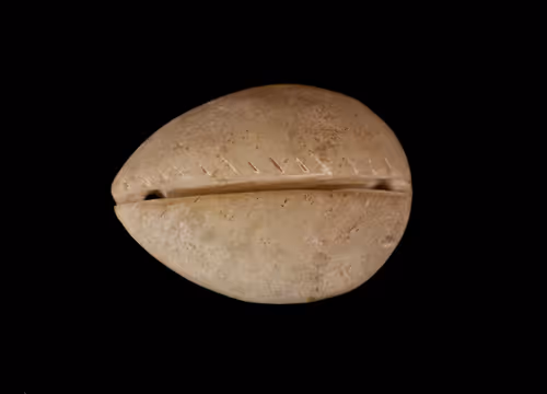 Item #13054743461556892059086844820140622319047360899879579049167545220584882307073 Media