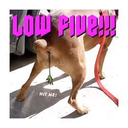 Low Five!