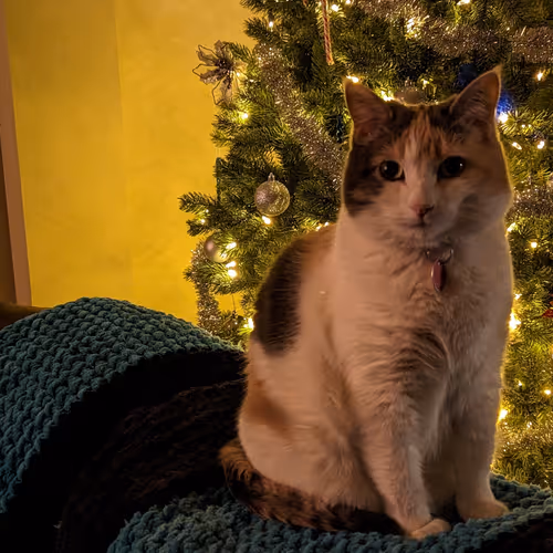 Skullblitzkrieg Collection