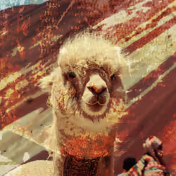 Alpacalaca #9