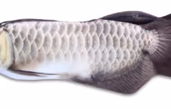 Silver Arowana