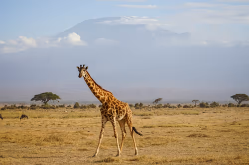 Item #112687108726403883410693318050335134033730152849283902503465333991348023328769 Media