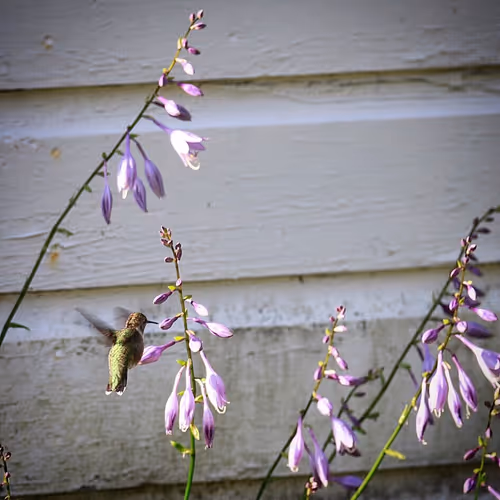 WildRhythm Collection