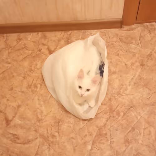 Item #763224073280193224173041358155125596503139434424356380946212169556225425409 Media