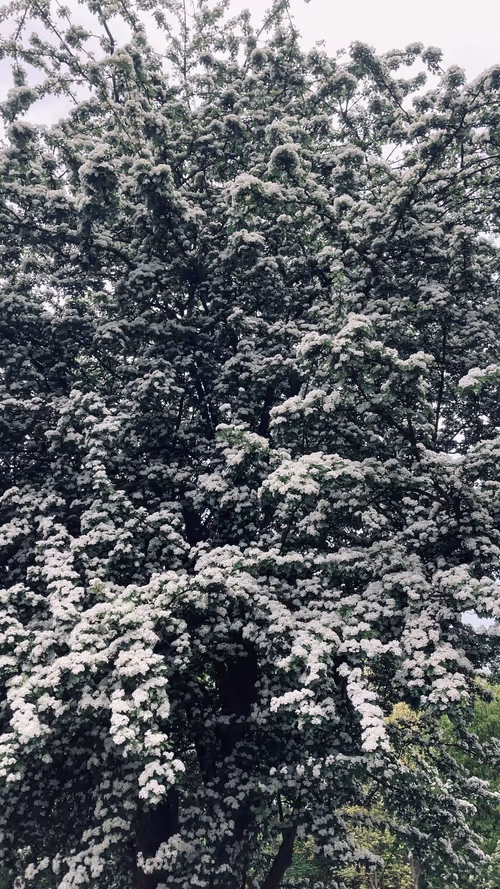 Item #44198016754664864532824876711496212852933772128405140687703244391472374480897 Media