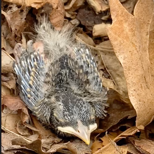 11055945869368344522239947544098935470114969223831551671463462827597240467459