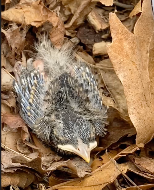 Item #11055945869368344522239947544098935470114969223831551671463462827597240467459 Media