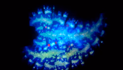 Item #67457553150443021914092587022250176347061355639032054621716075745261886898177 Media