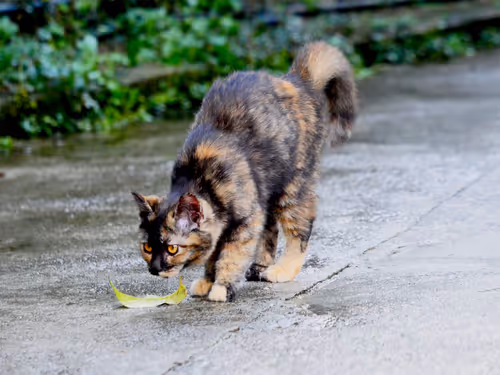 Item #55455677318123595031509472603724202920888355633279889545160944717215010127873 Media