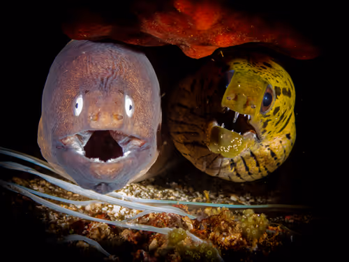 Item #85312989022681003031412442344927138418005148056611156667378218215322387742721 Media