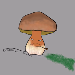 Suillellus comptus