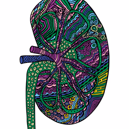 Kidney #92