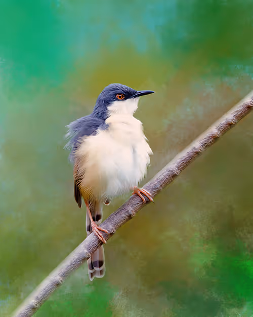 Item #20879904977050231781978559907445915739532146362246903749837269839141589221377 Media