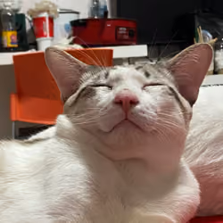 smile
