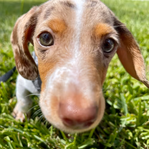 Item #3898553481777928447875654508319745577702835649877580186705307906800191799297 Media