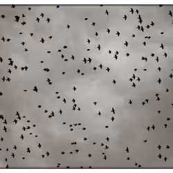 Untitled birds
