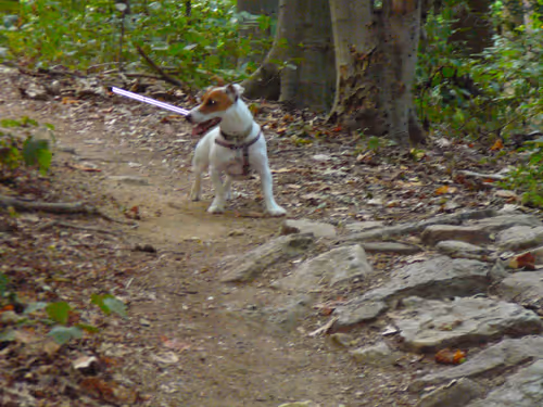 Item #5985210497355107417265215381210579199842884272282595265964883371528028160001 Media