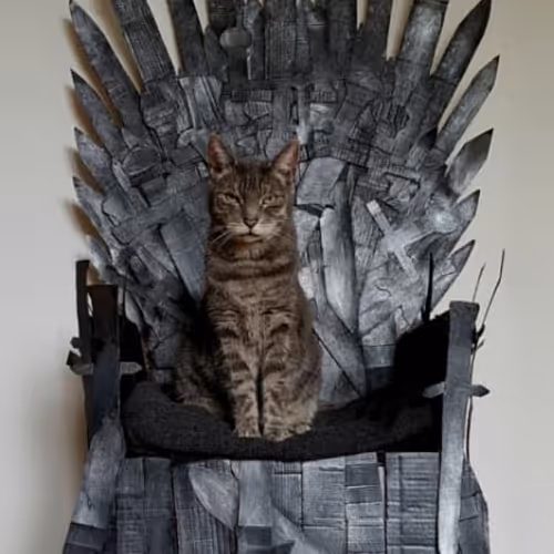 Otis the Cat on throne #001