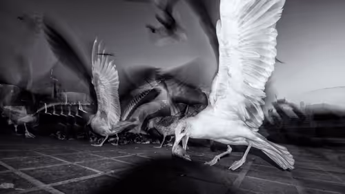 Item #45698053960438807051727633621105073210005053048443120307747772246826380427265 Media