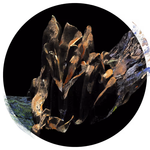 Item #3297889266964821186108216166808061648097153390725508810487041784990144659457 Media