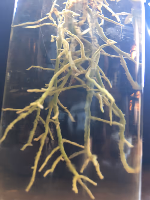 Item #96040857621548623282326574939458097993481777898920525483742573531800954470401 Media