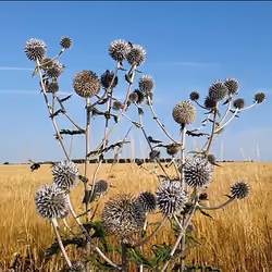 The Silver Thistle