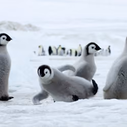 Very Happy Feet