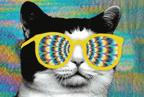 From Internet-cat to AI-bird