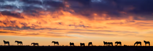 Item #80226831147776903070793738695599038778866519519850653425333746654315783651329 Media