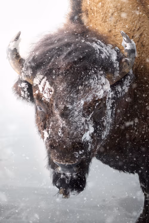 Item #74947066243849206940937931845492421282407977522900211027354211420109713440769 Media