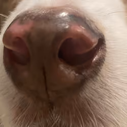 Who nose? #1