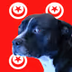 648008096045867044483137489329882592233555462946033952975388126784369197057