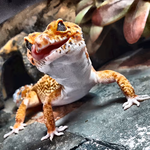 Cool Geckos