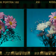 NEON NATURE: 35mm Film Based NFT's