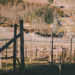 The Breeding of Grapes