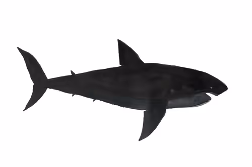 Item #547634368215198935227983476956624833047941628783614551505637828515858481153 Media