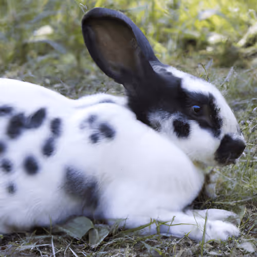 Item #77765067974044634026097708569030873969785677653767955665460912737269598650468 Media