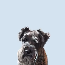 Ted the mini Schnauzer #1