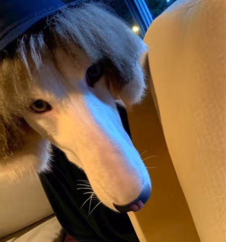 Untitled Collection #67594105