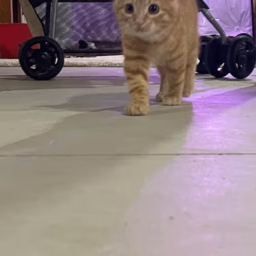 Pepitathekitten