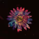 Space Daisy