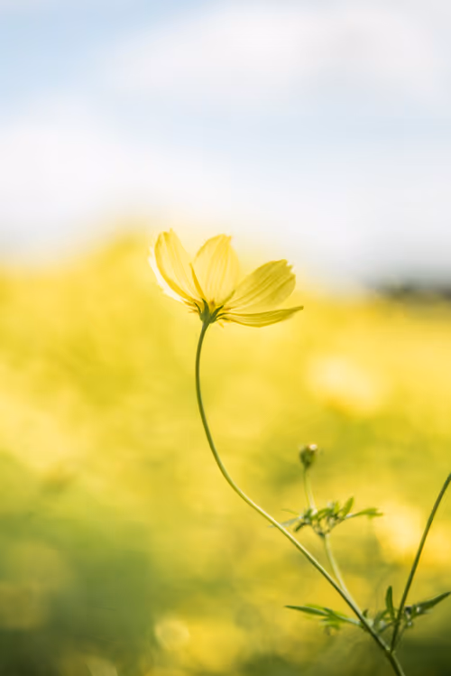 Item #108911492996146874115956011896780761878527851196280444702557873457793781989377 Media