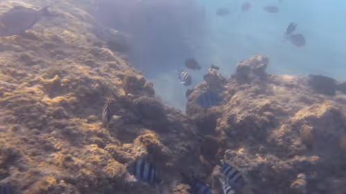 Item #32522392328516293709208538786472574869311995244495637720412795814676101332997 Media