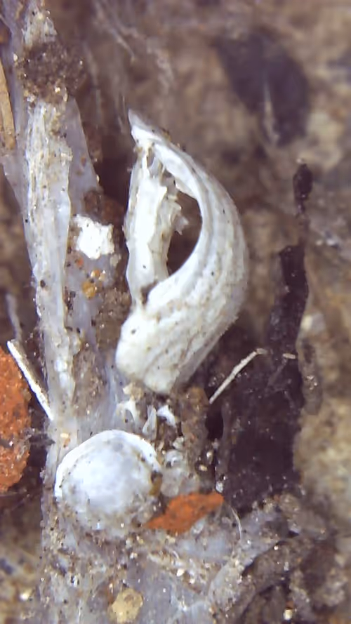 Item #26658692853047594662684063584859351739740990353533291936945253097688958763009 Media