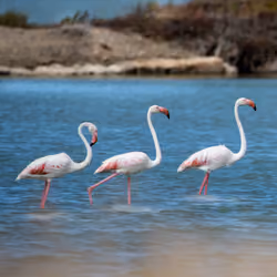 Flamingos