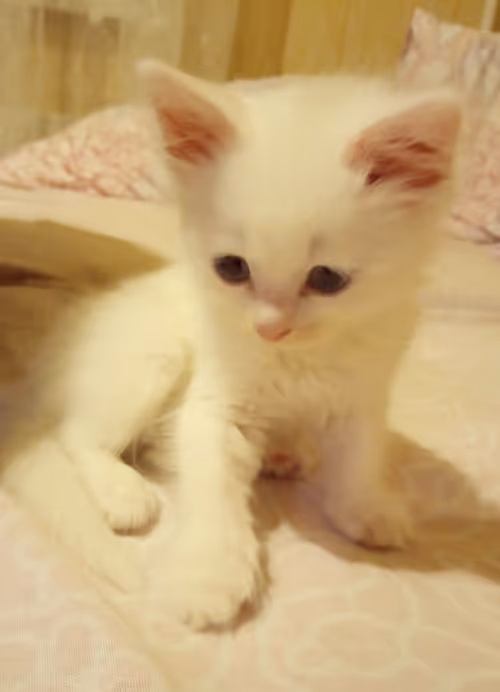 Item #763224073280193224173041358155125596503139434424356380946212154163062636545 Media